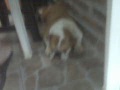 Bulldog Ingles