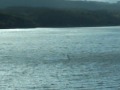 Windsurfeando en la ría.AVI