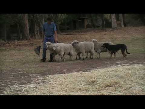 how to train kelpie dog