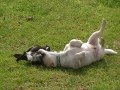 Australian Magpie (on amphetamines) Playing with dog