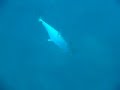 Spearfishing in Beirut 3
