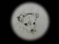 Painting Cappy Chihuahua Daschund Mix Dog