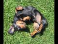 I'm A Dachshund