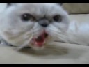 Winston hisses