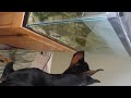 Bruce wants fish for dinner #2!