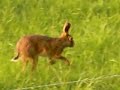 Running hare Running hare