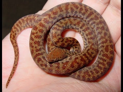YouTube reptile video