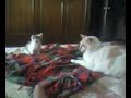 gatti pazzi