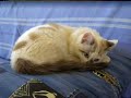 moi-vouloir-tre-chat-pow-wow-.html