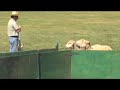 2008 Champion Sheep Dog