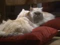 Animal Planet cat ad Animal Planet cat ad