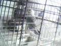 dans eden ku� mavi� super