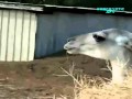 Llama attack ( 999CrypticAFV )