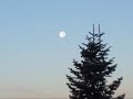 SCIE CHIMICHE - OSIMO (AN) - LA PUBBLICA OTTUSITA' (A. Celentano 1987)