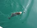 Halibut Fishing