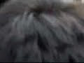 dildo   dixie  en vivo 