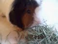 recorded on march 20, 2007 using a flip video camcorder.