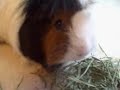 recorded on march 20, 2007 using a flip video camcorder.