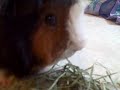 recorded on march 20, 2007 using a flip video camcorder.