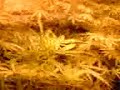 brummy bud hunt