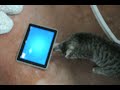 Click here to watch this video Friskies ipad app - willow approves