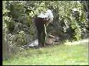 HI-8-25  COQUITLAM MVA CAR HIT DEER ON LOUGHEED HWY  JUL 02