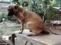 Pastor Belga Malinois video
