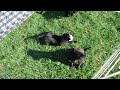 Rescue Pups - Adopted! 9 wk old,  4 available!  Wht German Shepherd/Black lab mix?