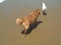 Dogs enjoying sun, sand and surf!