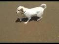 Dogs enjoying sun, sand and surf!