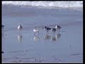 Beach Dance