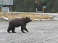 Bella Coola, BC, Canada, Nice Grizzly Bear
