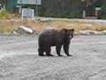 Bella Coola, BC, Canada, Nice Grizzly Bear