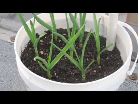how to replant garlic