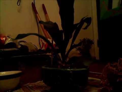 how to replant staghorns