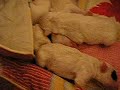 puppies bull terrier 1 day old puppies bull terrier 1 day old