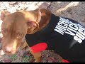 All Or Nothing Tattoo Pit Bull Rescue Part 1