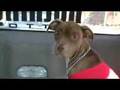 All Or Nothing Tattoo Pit Bull Rescue Part 1