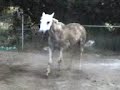 cavalls st.feliu sasserra