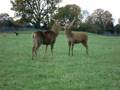 Almost a rut!