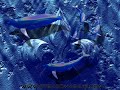 Stratovarius - Freedom