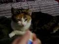 Why kitties have bad breath