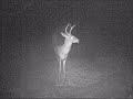 Season is over but still alot activity on the trail camera! 2007