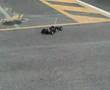 Guarda video