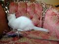 videos de Cinnamon Point Ragdoll