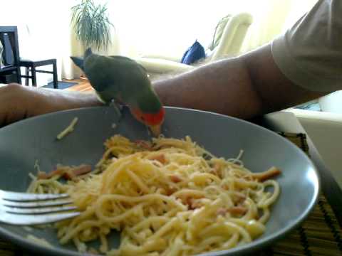 agaporni comiendo espaguetis