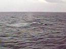 humpbacks near provincetown