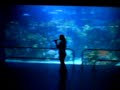 acuario de veracruz