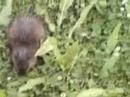 Muskrat - Fontenelle Forest Muskrat - Fontenelle Forest