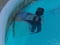 Tiger shark pool cleaner Tiger shark pool cleaner